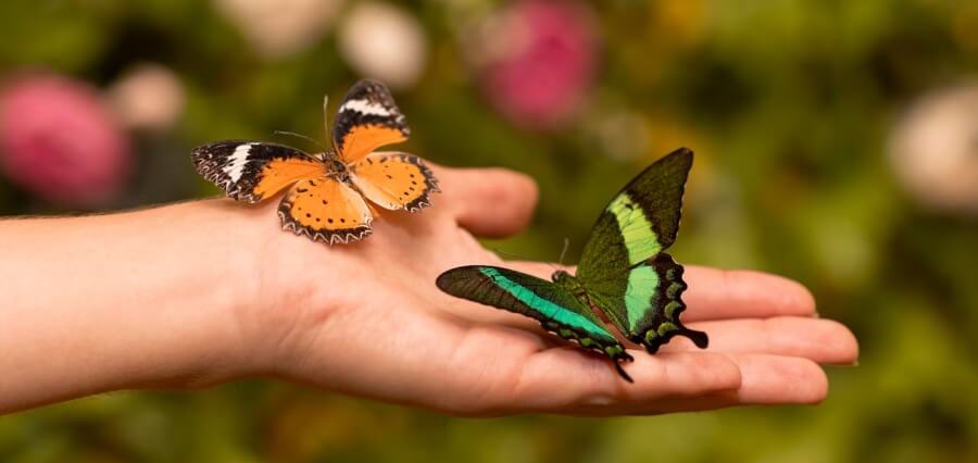 You are currently viewing 5 Advantages & Disadvantages Of The Butterfly Strategy