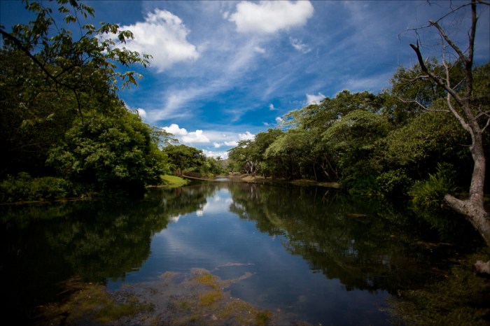 Big companies promise to protect nature in south america no more harmful soy