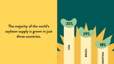 Big companies promise to protect nature in south america no more harmful soy