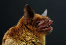 New coronavirus discovered in Chinese bats recent research findings