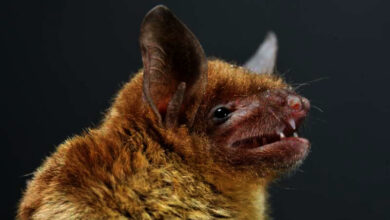 New coronavirus discovered in Chinese bats recent research findings