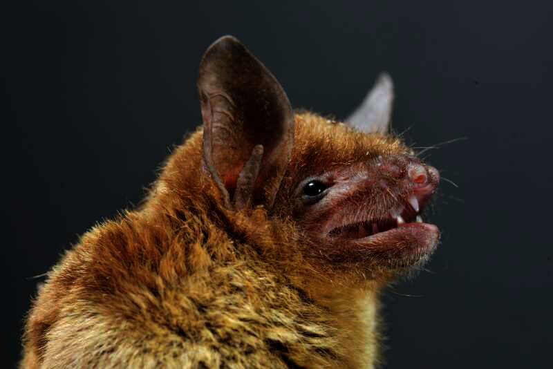 New coronavirus discovered in Chinese bats recent research findings